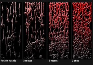 neuronas en el serr humano